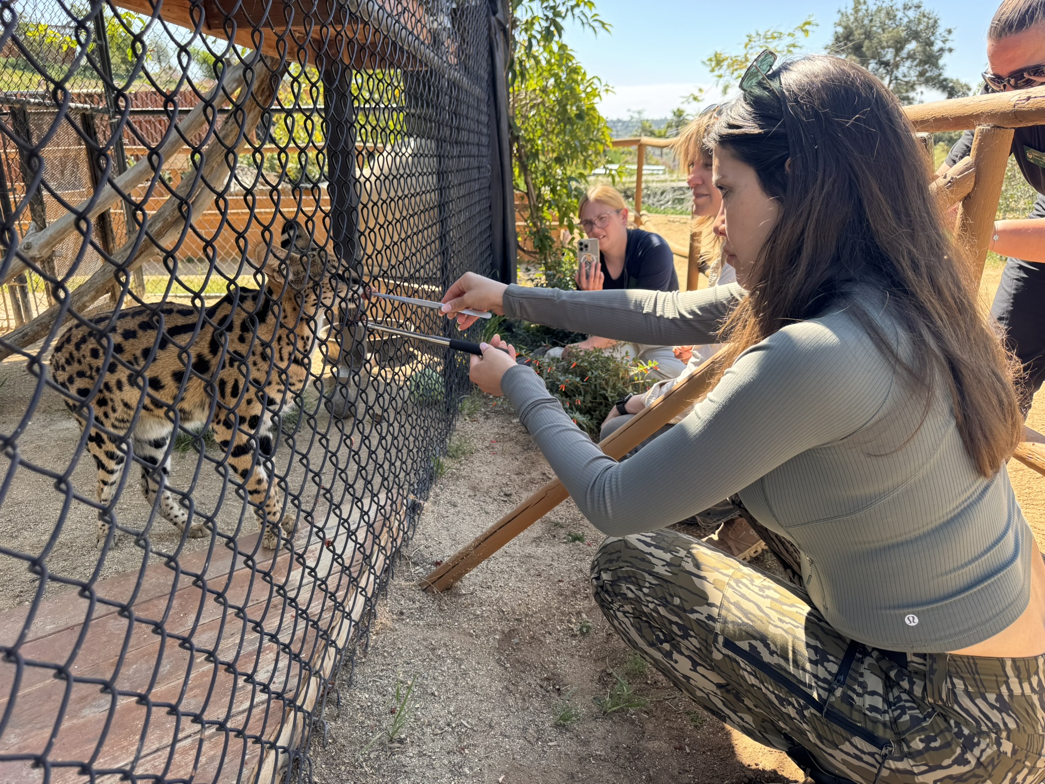 Training a Serval cat at Wildwonders